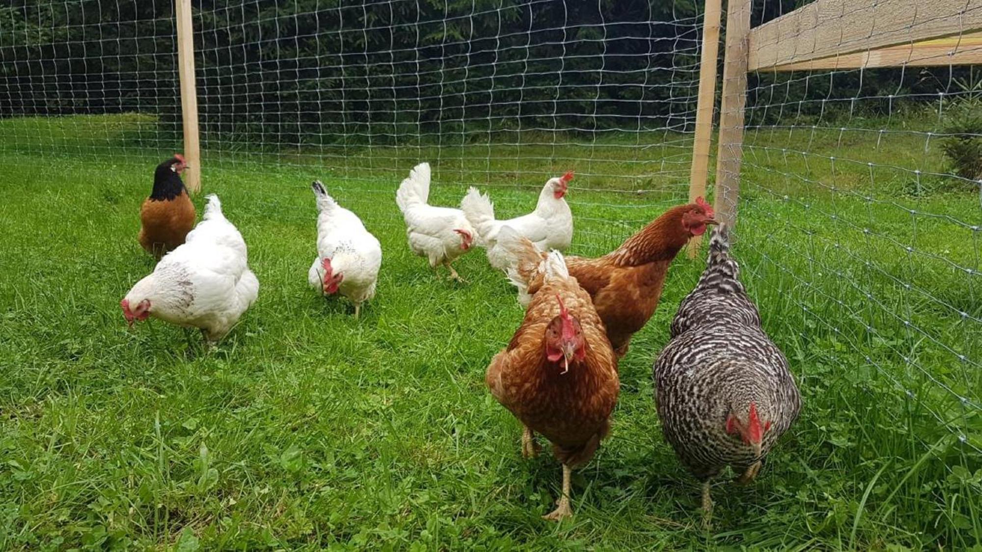 Affittacamere Ferienbauernhof Mehlbach Kollnburg Esterno foto