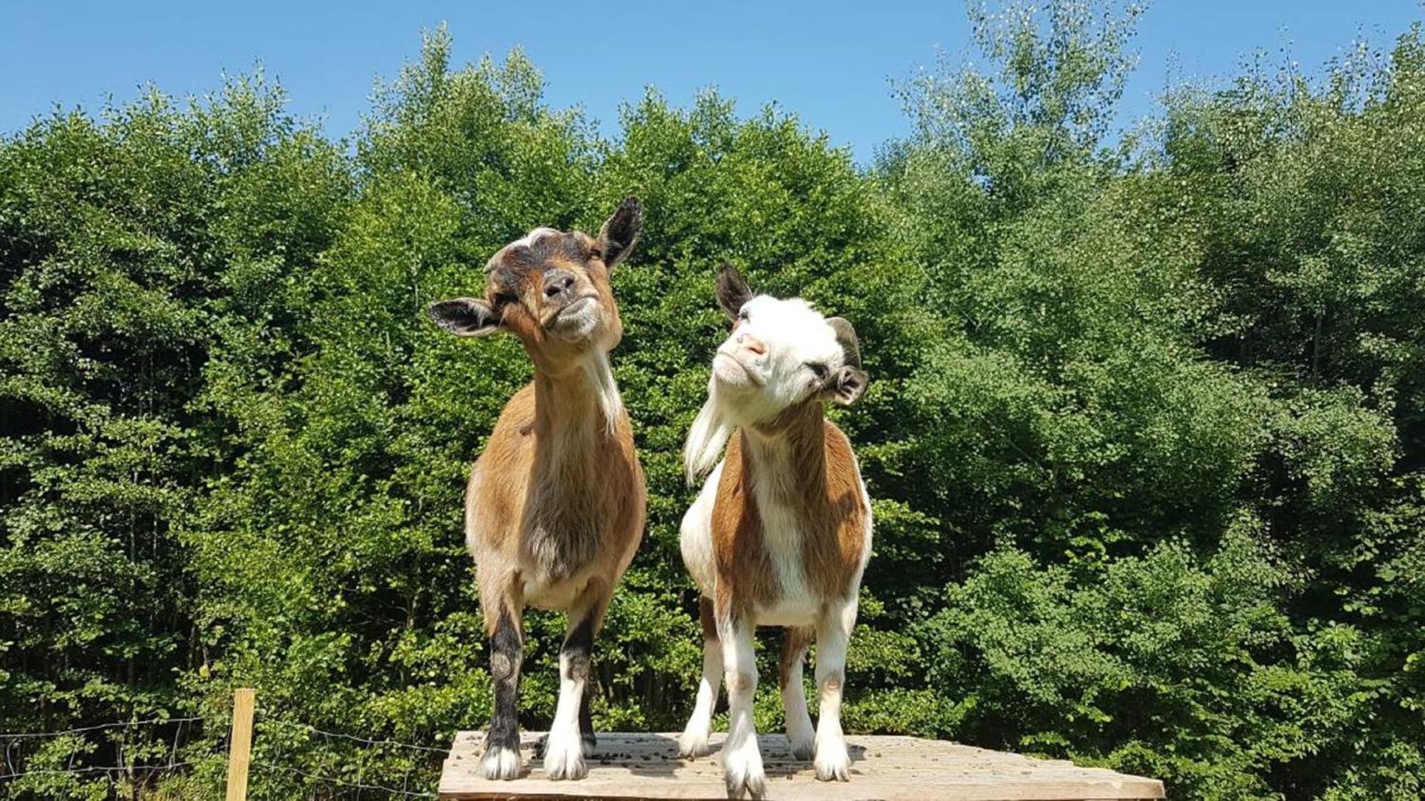Affittacamere Ferienbauernhof Mehlbach Kollnburg Esterno foto