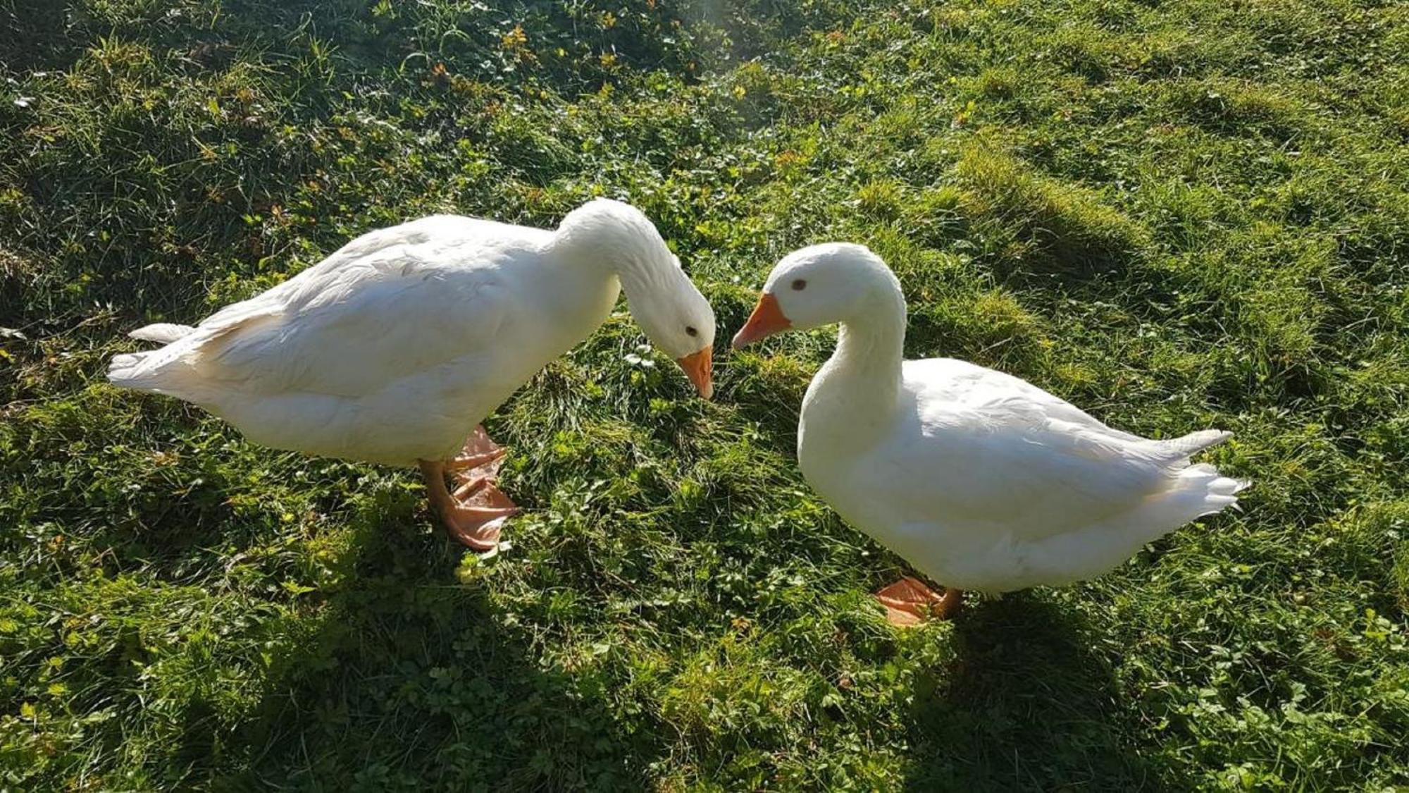 Affittacamere Ferienbauernhof Mehlbach Kollnburg Esterno foto