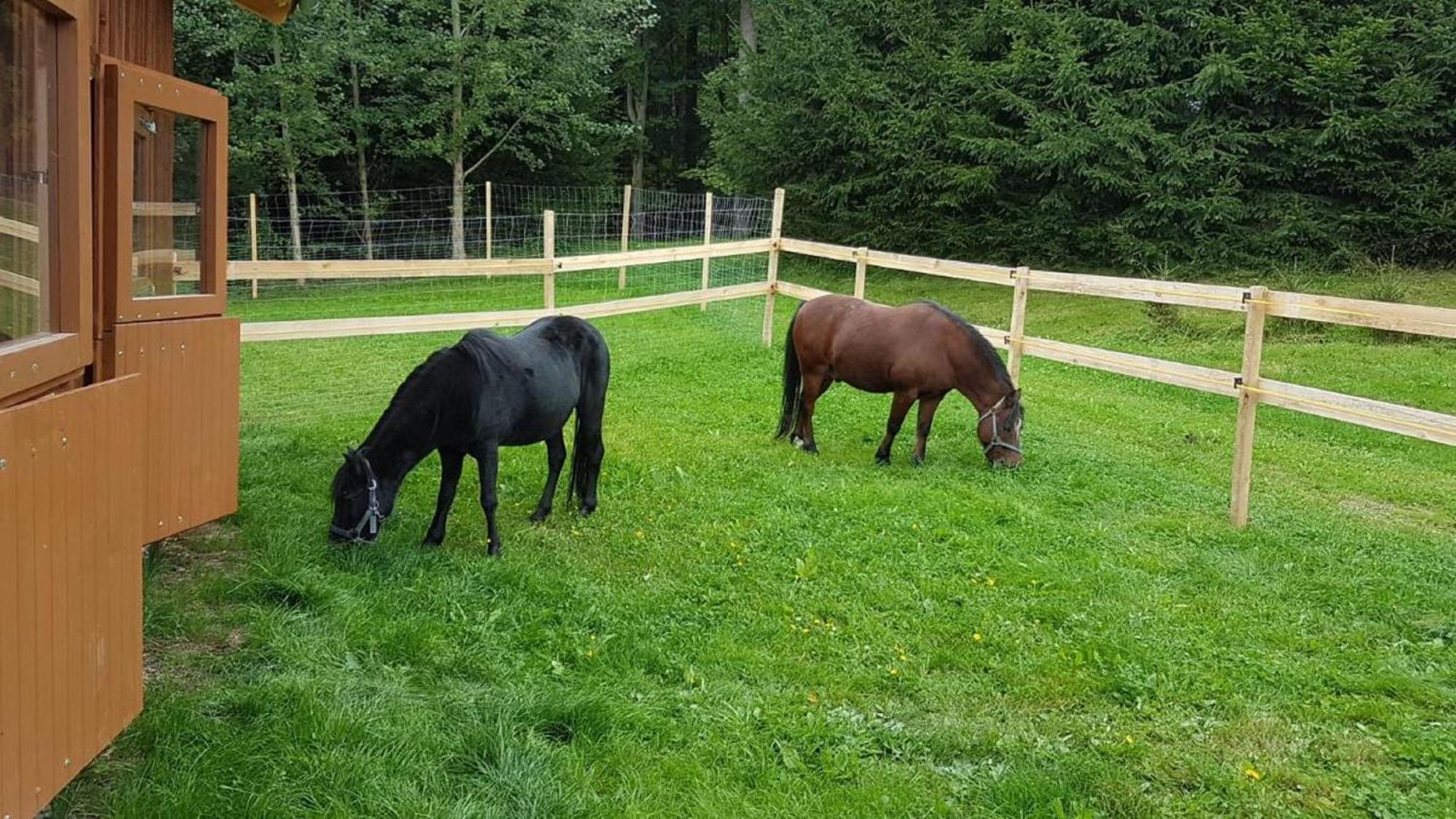 Affittacamere Ferienbauernhof Mehlbach Kollnburg Esterno foto